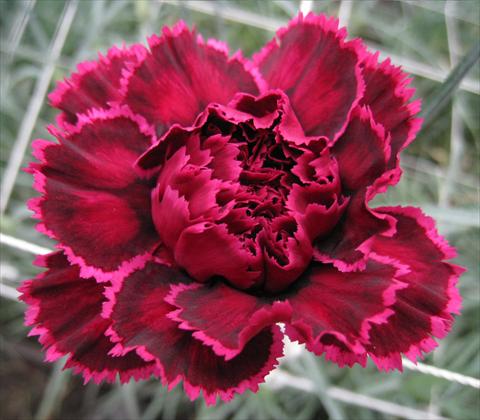 Photo de variété de fleurs à utiliser comme: Fleur coupée Dianthus caryophyllus Nobbio® Black Heart