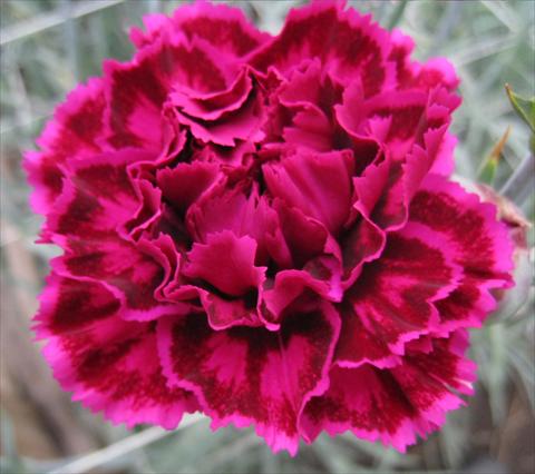 Photo de variété de fleurs à utiliser comme: Fleur coupée Dianthus caryophyllus Nobbio® Burgundy