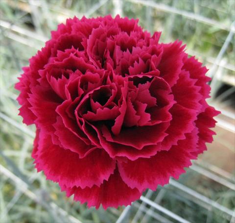 Photo de variété de fleurs à utiliser comme: Fleur coupée Dianthus caryophyllus Nobbio® DolceNero