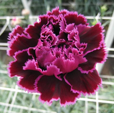 Photo de variété de fleurs à utiliser comme: Fleur coupée Dianthus caryophyllus Nobbio® Hard Rock
