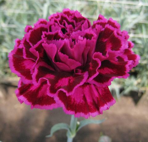 Photo de variété de fleurs à utiliser comme: Fleur coupée Dianthus caryophyllus Nobbio® Violet