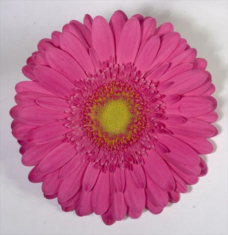 Photo de variété de fleurs à utiliser comme: Pot Gerbera jamesonii Corinto