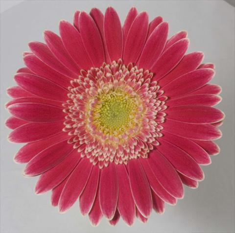 Photo de variété de fleurs à utiliser comme: Pot Gerbera jamesonii Natalia