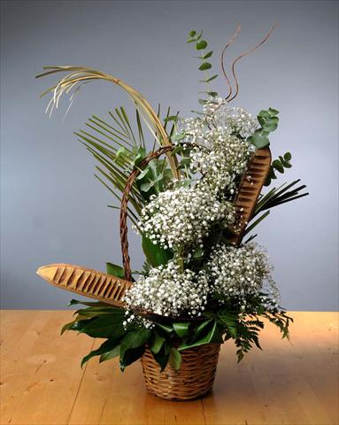 Photo de variété de fleurs à utiliser comme: Plante à massif/ plante de bordure Gypsophila Pearl Blossom