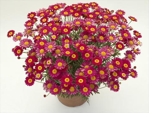 Photo de variété de fleurs à utiliser comme: Pot et Plante à massif Argyranthemum frutescens Daisy Crazy™ Meteor Red