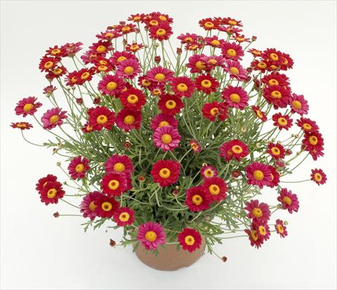 Photo de variété de fleurs à utiliser comme: Pot et Plante à massif Argyranthemum frutescens Daisy Crazy™ Starlight Red