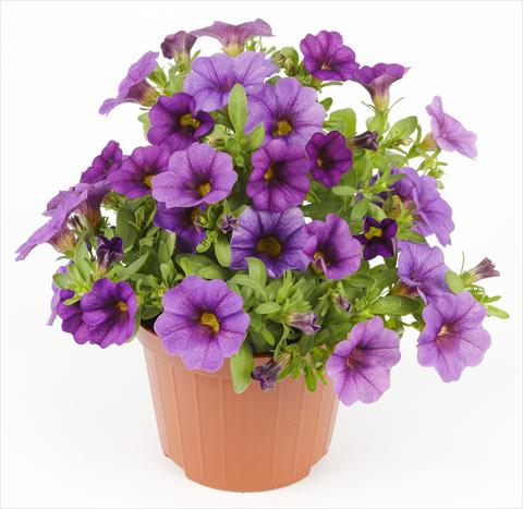 Photo de variété de fleurs à utiliser comme: Pot, Plante à massif, patio Calibrachoa Mille Baci® Blue