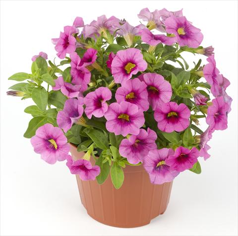 Photo de variété de fleurs à utiliser comme: Pot, Plante à massif, patio Calibrachoa Mille Baci® Rose