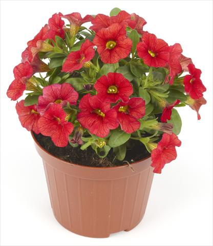 Photo de variété de fleurs à utiliser comme: Pot, Plante à massif, patio Calibrachoa Mille Baci® Scarlet