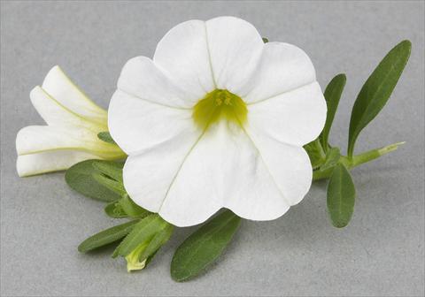 Photo de variété de fleurs à utiliser comme: Pot, Plante à massif, patio Calibrachoa Mille Baci® White