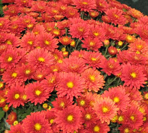 Photo de variété de fleurs à utiliser comme: Pot, Plante à massif, patio Chrysanthemum Golette® Fructa Framboise