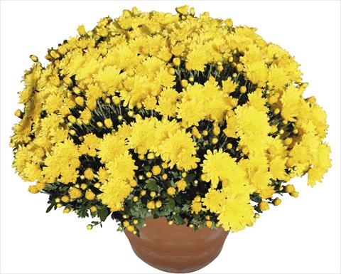 Photo de variété de fleurs à utiliser comme: Pot, Plante à massif, patio Chrysanthemum Perseus® Macao Jaune