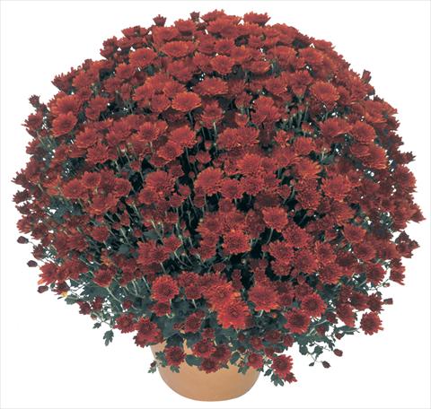 Photo de variété de fleurs à utiliser comme: Pot, Plante à massif, patio Chrysanthemum Perseus® Macao Rouge