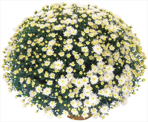 Photo de variété de fleurs à utiliser comme: Pot, Plante à massif, patio Chrysanthemum Perseus® Solo Blanc