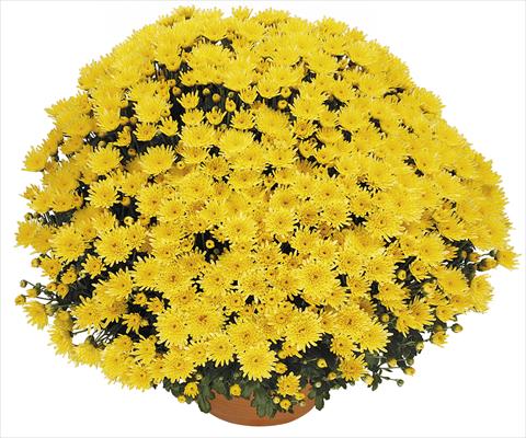Photo de variété de fleurs à utiliser comme: Pot, Plante à massif, patio Chrysanthemum Perseus® Solo Jaune