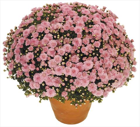 Photo de variété de fleurs à utiliser comme: Pot, Plante à massif, patio Chrysanthemum Perseus® Toubo Rose