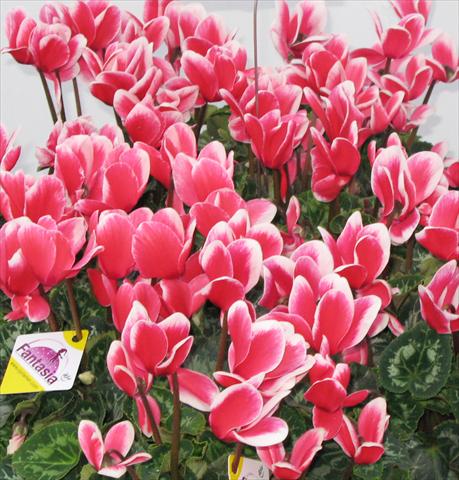 Photo de variété de fleurs à utiliser comme: Pot, Plante à massif, patio Cyclamen persicum Latinia® Fantasia Rouge