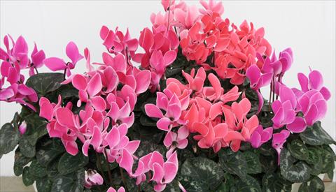 Photo de variété de fleurs à utiliser comme: Pot, Plante à massif, patio Cyclamen persicum Latinia® Premium Melange Flammé Liseré