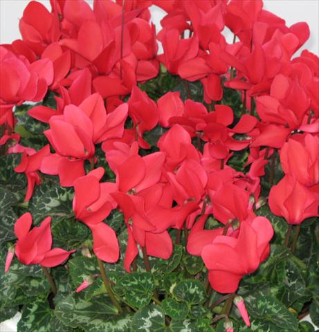 Photo de variété de fleurs à utiliser comme: Pot, Plante à massif, patio Cyclamen persicum Latinia® Rouge vif