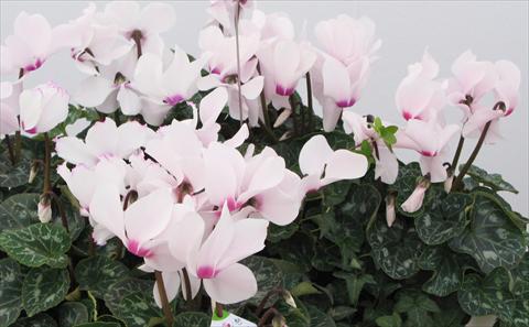 Photo de variété de fleurs à utiliser comme: Pot, Plante à massif, patio Cyclamen persicum Latinia® Victoria 50