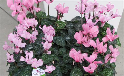 Photo de variété de fleurs à utiliser comme: Pot et Plante à massif Cyclamen persicum mini Metis® Victoria Saumon & Fuchsia