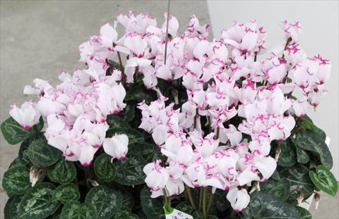 Photo de variété de fleurs à utiliser comme: Pot et Plante à massif Cyclamen persicum mini Metis® Victoria