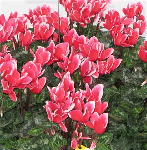 Photo de variété de fleurs à utiliser comme: Pot, Plante à massif, patio Cyclamen persicum midi Tianis® Fantasia Rouge écarlate