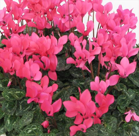 Photo de variété de fleurs à utiliser comme: Pot, Plante à massif, patio Cyclamen persicum midi Tianis® Fuchsia Neon