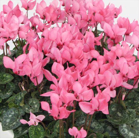 Photo de variété de fleurs à utiliser comme: Pot, Plante à massif, patio Cyclamen persicum midi Tianis® Rose à oeil liseré