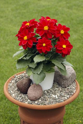 Photo de variété de fleurs à utiliser comme: Pot, Plante à massif, patio Dahlia Decoretta Red