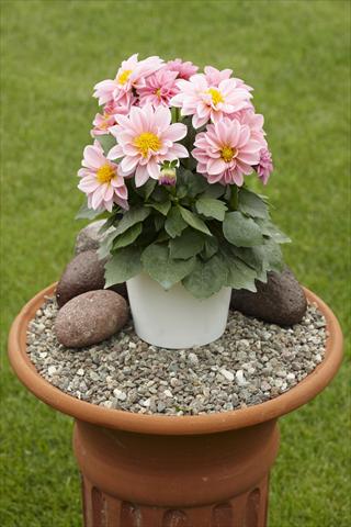 Photo de variété de fleurs à utiliser comme: Pot, Plante à massif, patio Dahlia Decoretta Rose-Pink