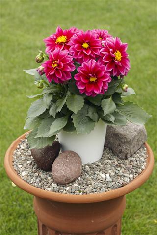 Photo de variété de fleurs à utiliser comme: Pot, Plante à massif, patio Dahlia Decoretta Violet