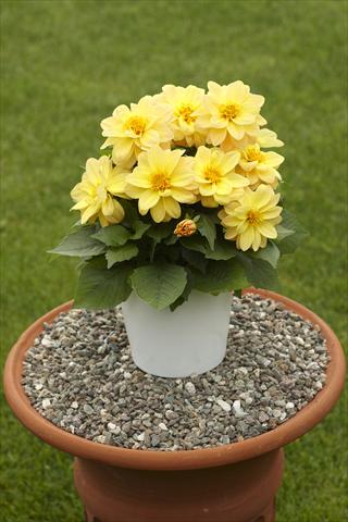 Photo de variété de fleurs à utiliser comme: Pot, Plante à massif, patio Dahlia Decoretta Yellow
