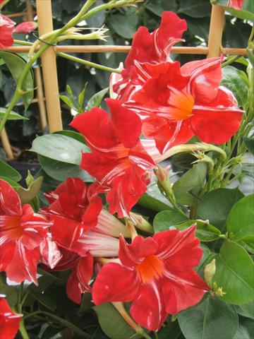 Photo de variété de fleurs à utiliser comme: Pot, Plante à massif, patio Dipladenia (Mandevilla) Sundaville® Red Star