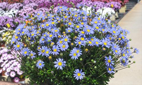 Photo de variété de fleurs à utiliser comme: Pot, Plante à massif, patio Felicia amelloides Felicitara Blue