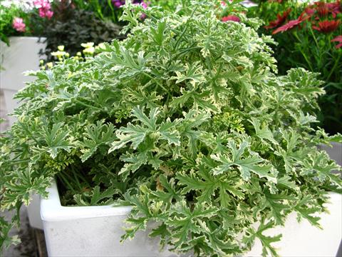 Photo de variété de fleurs à utiliser comme: Pot et Plante à massif Pelargonium odoratissimum Decorativ™ Geranio Bicolor