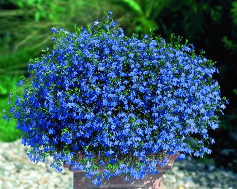 Photo de variété de fleurs à utiliser comme: Pot, Plante à massif, patio, Suspension Lobelia Lobelie Westflowers® Blue Star