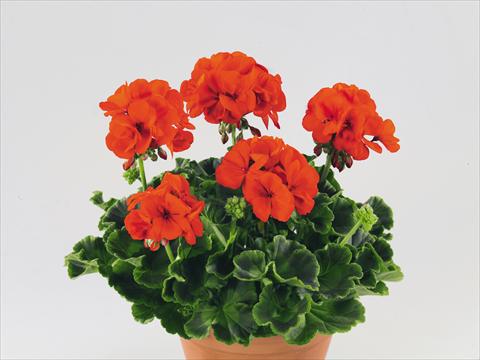 Photo de variété de fleurs à utiliser comme: Pot, Plante à massif, patio Pelargonium zonale Compact Gen® Serena Nova