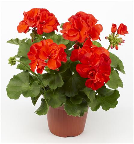 Photo de variété de fleurs à utiliser comme: Pot, Plante à massif, patio Pelargonium zonale pac® Hidemi