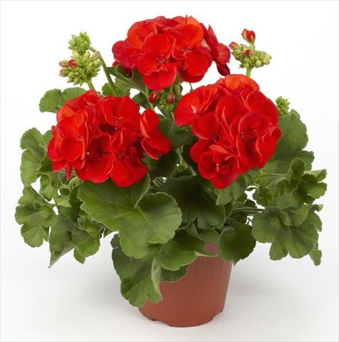 Photo de variété de fleurs à utiliser comme: Pot, Plante à massif, patio Pelargonium zonale pac® Victor Improved