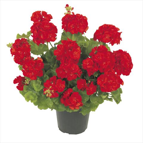 Photo de variété de fleurs à utiliser comme: Pot Pelargonium zonale RE-AL® Polaris®