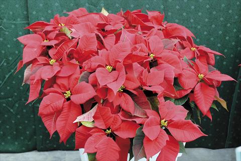 Photo de variété de fleurs à utiliser comme: Pot Poinsettia - Euphorbia pulcherrima PLA® Eckespoint® Fiamma