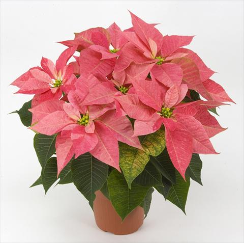 Photo de variété de fleurs à utiliser comme: Pot Poinsettia - Euphorbia pulcherrima PLA® Eckespoint® Giulietta