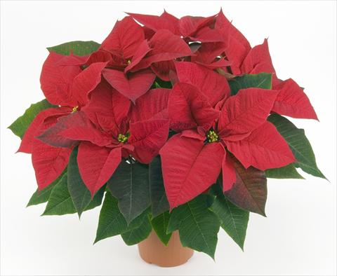 Photo de variété de fleurs à utiliser comme: Pot Poinsettia - Euphorbia pulcherrima PLA® Lazzeri Allegra