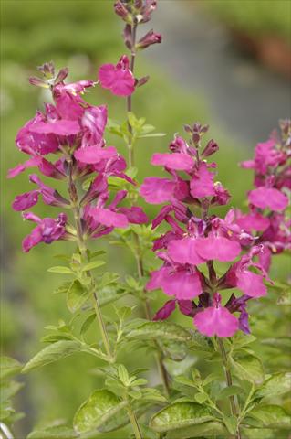 Photo de variété de fleurs à utiliser comme: Pot et Plante à massif Salvia greggii PLA® Puebla Rose