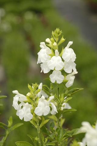 Photo de variété de fleurs à utiliser comme: Pot et Plante à massif Salvia greggii PLA® Puebla White
