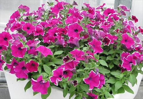 Photo de variété de fleurs à utiliser comme: Pot, Plante à massif, patio, Suspension Petunia pendula Surfinia® Giant Purple Picotée