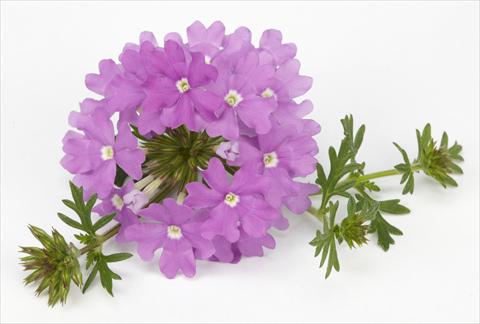 Photo de variété de fleurs à utiliser comme: Pot, Plante à massif, patio, Suspension Verbena Benissima® Lavender