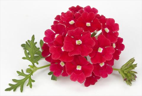Photo de variété de fleurs à utiliser comme: Pot, Plante à massif, patio, Suspension Verbena Benissima® Red