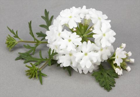 Photo de variété de fleurs à utiliser comme: Pot, Plante à massif, patio, Suspension Verbena Benissima® White